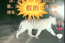 为“涨粉” 造谣有老虎出没，广西一男子被处罚图片