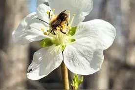 沈城第一波白玉兰、桃花开了图片