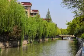 长宁：春光里，这条河道的美超乎你的想象！图片