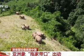 喝水“炫饭”、奔跑嬉戏……野生亚洲象的日常生活松弛感拉满了！图片