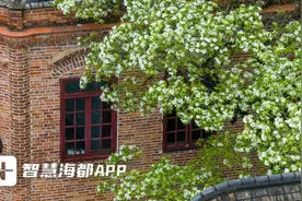 如云似雪香正浓！福州流苏花即将进入盛花期图片