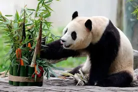 “顶流”正式复出！网友：看不够图片