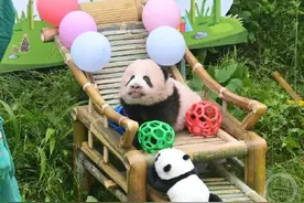 重庆动物园大熊猫宝宝满百天！正式亮相全网征名图片