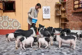 27岁女孩打造“撸猪小院”，每天18头香猪为伴图片
