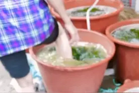 商家清洗海带时赤脚踩踏，福建漳浦县市监局：已严厉批评并调查图片