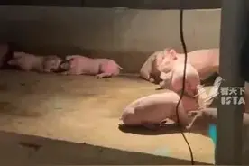 养殖场放嗨曲猪集体“蹦迪” 饲养者:提高采食量 不会掉膘 放深情的歌猪还会配合 畜牧学专家:能减少应激 提高肉质图片