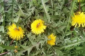 中药又立功？蒲公英可消灭98%癌细胞、消散结节，有科学依据吗？图片