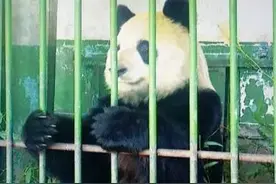 一只被活饿死，一只被虐瞎眼。母子悲惨的熊生路！图片