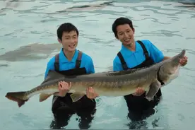 当中国人开始养鲟鱼之后，西方追捧的鱼子酱，7成都被中国承包？图片