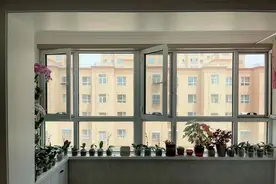 杭州老太太，因“在5㎡阳台上养蝴蝶兰”而走红，妥妥的视觉盛宴图片
