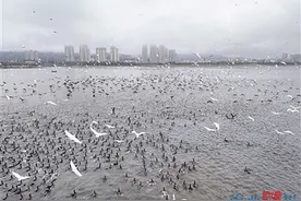 厦门马銮湾生态三岛环境趋好，引鸟竞相来栖息图片