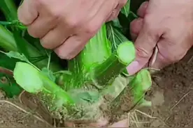 灰灰菜：不起眼野草的惊人秘密与现代科学的探索图片
