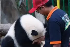 看到思念奶爸掉泪的暖暖后，才更加担心即将回国的福宝图片