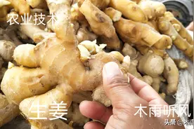 生姜什么时候种植？种植生姜有哪些需要了解的？图片