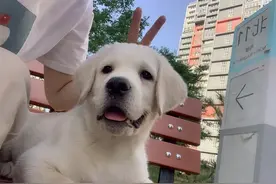 “拉布拉多”纯不纯，看这6点就知道了，别被商家忽悠了图片