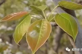 春天，东北辽西农村家家户户最爱吃的“梨丁子”小菜，你吃过吗？图片