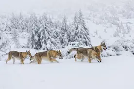 暴雪下的阿尔泰：11狼围猎9头野牦牛，连用3计仅猎杀1牛|故事图片