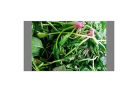 止咳喘，防脱发，消痔疮，停鼻血，一个中药“多面手”——侧柏叶图片