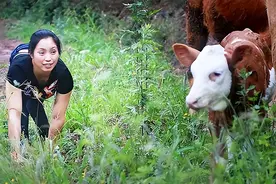 四川80后姑娘用四肢行走，怀孕后却遭男友抛弃，现靠养牛年入百万图片