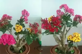 长寿花嫁接在玉树上，太漂亮了，要多美有多美，方法却超简单图片