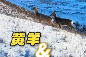 “瞅！家里来qiě（客人）了！”黄羊和狍子在阿尔山同框啦图片