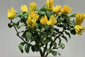 “家有旺宅花，兴旺又发达”，这5种花，个个都好养，镇宅又养人图片