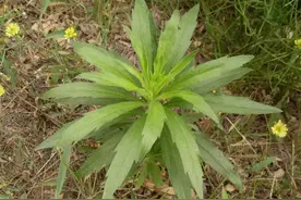 入侵植物小蓬草，原产北美洲，农民称为害草，你知道它的价值吗？图片