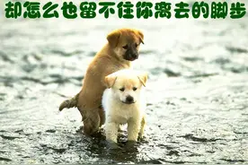 狗的寿命是多少年？为何狗临死前都会离家出走？它们在害怕什么？图片