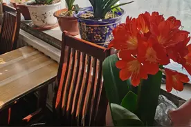 君子兰就是“不开花”？现在虐一虐，一个月后就上箭图片