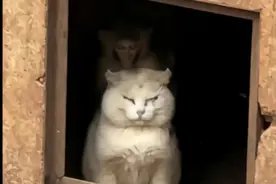 昆明动物园猴山猫咪住进新家，多地回应“猴猫共处”图片