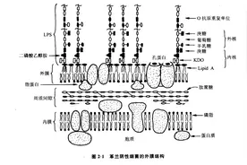 内毒素的生物合成步骤图片