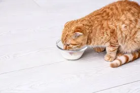 猫咪饮食密码：鱼肉、鸡肉、牛肉哪个更好图片