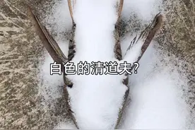 清道夫能复活到底是真的还是假的呢？有人知道吗？#清道夫奇葩试验