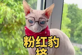 粉红豹挤黑头（2）#斯芬克斯无毛猫 #萌宠日常记录 #上海话 #挤黑头视频封面