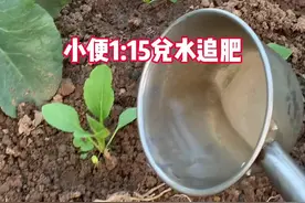 #阳台种菜 我的追肥材料是：静放7天以上的小便，以1:15兑水追肥，你们用什么？视频封面