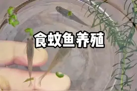 把食蚊鱼拿出来单独饲养#农村萌宠 #神奇动物在抖音 #奇妙的动物 #我的养殖生活 #饲养员日常 视频封面
