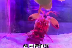 蛤蟆太滑，不太好敲😓视频封面