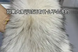 毛领也能在家自己洗哦，还有什么想看的欢迎留言#竹洋洗涤 #毛领 #囯潮年俗拟人 视频封面