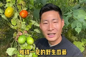 这个就是我们这边独有的野生瓜蒌，它和金丝瓜蒌一样都具有极高的价值#瓜蒌#瓜蒌子 #植物科普 #你的家乡有这种植物吗