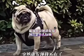 6月30日，上海一网友遛狗时故意突然消失，想看看狗狗的反应，过程很好笑，结局很温暖……💖视频封面