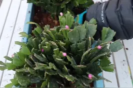 土壤用得好，蟹爪兰开到爆#dou是种植家 视频封面