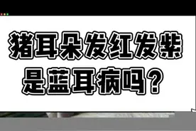 猪耳朵发红发紫，是蓝耳病吗？怎样防治？#养猪 #养猪人 #养猪知识 #养猪技术 #猪病视频封面