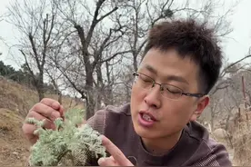 农村常见的茵陈，你真的懂它吗？管它叫什么名字呢？是怎么吃它的呢？#植物 #茵陈 #白蒿 #科普 @抖音短视频 @抖音三农视频封面