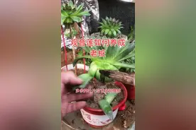 观音莲如何养成老桩#多肉 #老桩视频封面