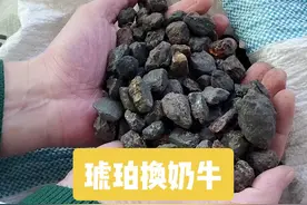 #抚顺琥珀 #抚顺琥珀原料 #大自然的搬运工 #抚顺琥珀浩哥 #抚顺干白花 #文玩珠宝 抚顺琥珀大亨被迫上山养牛了！太难了！视频封面