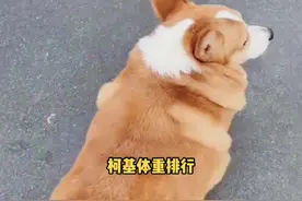 #柯基 成年柯基体重排行，你家狗狗属于哪类？#狗狗 #体重 #健康 #萌宠出道计划视频封面