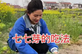春天的时候就是吃野草野菜的季节，这种野菜你吃过吗？七七芽对人体的好处特多，今天我给大家分享四种吃法，你看喜欢哪一种#乡村守护人 #野菜美食 #农村美食记录生活 #七七芽