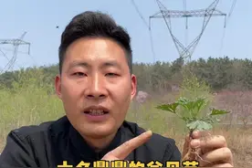 大名鼎鼎的益母草，你知道它有什么作用吗？懂他价值的人常常会用它来炒茶或煮鸡蛋，你的家乡有是怎么利用它的呢？#植物科普 #新农村计划2022 #一日一植物 #益母草 #益母草茶