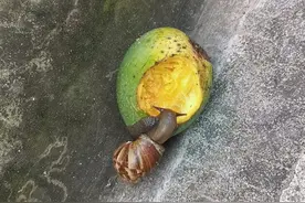 蜗牛吃芒果？你见过吗？来见识见识😂