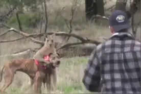 是谁挽住了我的狗🐶